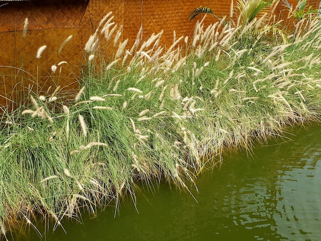 Poaceae field on the canal side