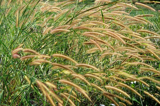 Poaceae field in the garden