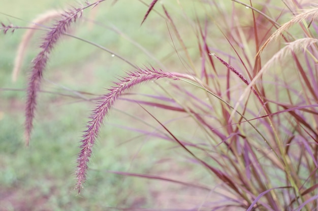 Poaceae grasplant in een tuin.