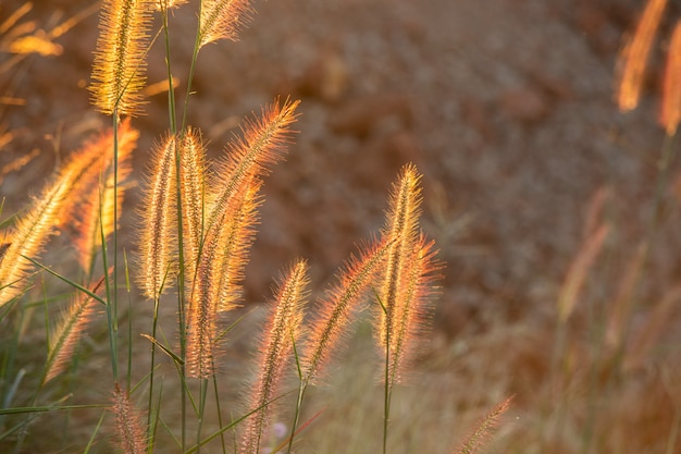 上昇の夕日の背景の光線でイネ科の花。