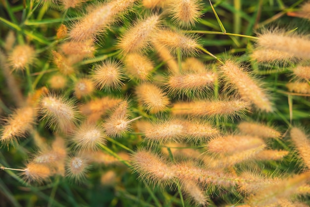 Photo poaceae grass flowers field and poaceae background