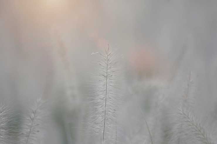 Фотография цветы травы poaceae зимних лугов кореи