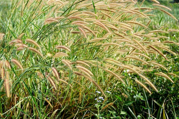 Poaceae veld in de tuin