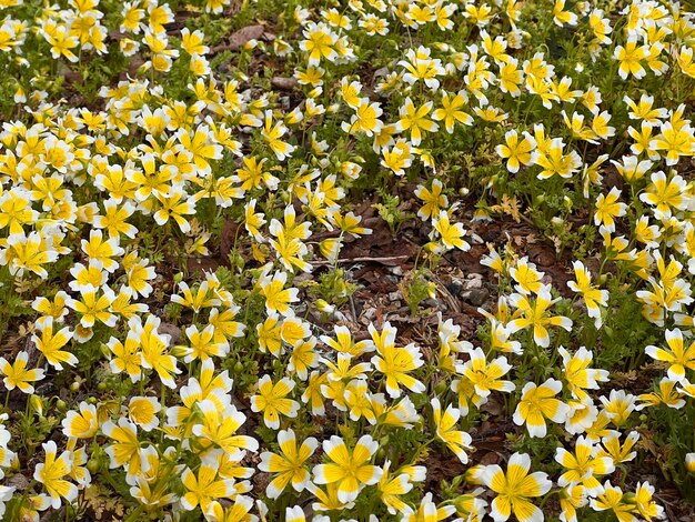 Poached egg plant