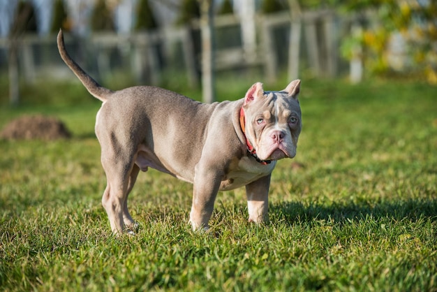 A pocket Lilac color male American Bully puppy dog is walking