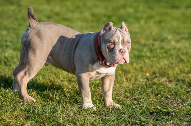 주머니에 든 수컷 American Bully 강아지가 풀밭에 있습니다.