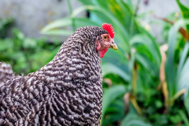 緑の植生に囲まれた庭にある、あばたのある鶏のプライムトロック、クローズアップ_