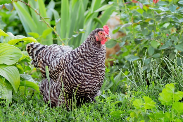 Pockmarked chicken plymutrok in the garden among the green vegetation_