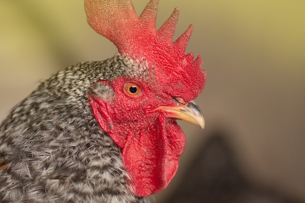 Pockmarked haanvogel dicht omhoog