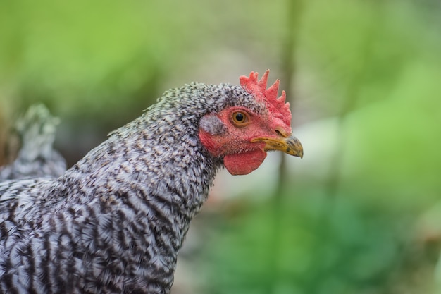 Pockmarked  hen in the farm yard