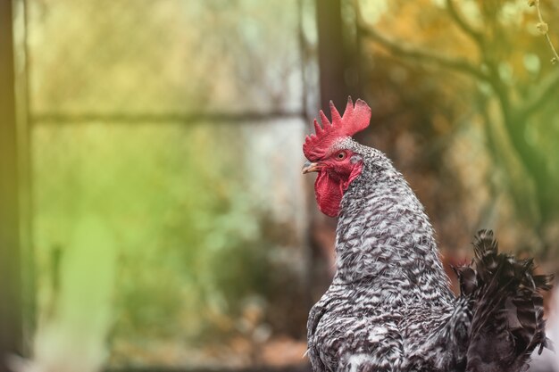 Pockmarked rooster bird close up