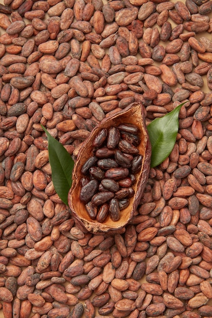 Pod of cocoa tree with organic beans