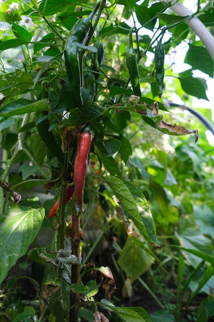 Pod van roodgloeiende peper op de stengel tussen de bladeren en het gras in de tuin