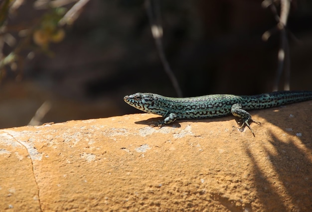 Podarcis pityusensis на солнце.