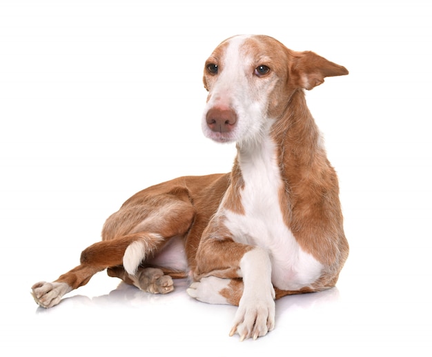 podenco ibicenco in studio