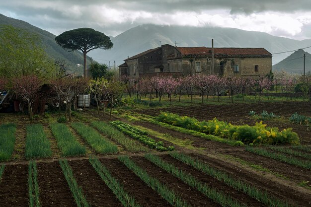 Podere in un piccolo paese del sud Italia в zona montana adiacente ad un'antica villa Piccolo orto con erbe ароматические и альбери да фрутто Stagione di semina all'inizio della primavera