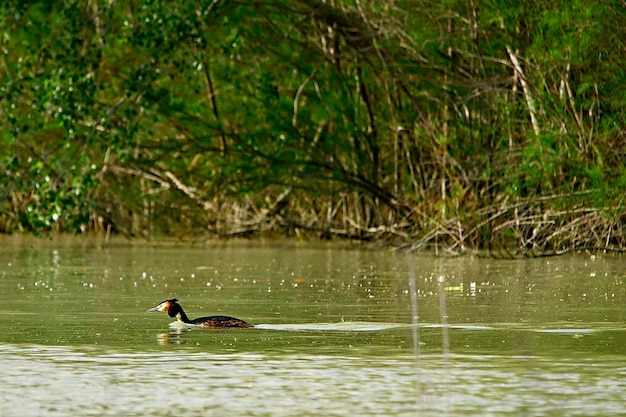 Podiceps cristatus - The great crested grebe is a species of podicipediform. 