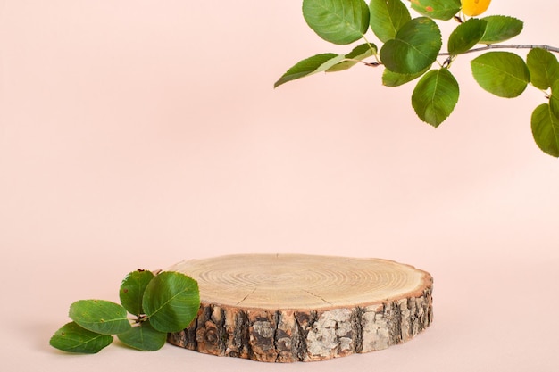 A podium made of wood with leaves for the presentation of the product Minimalistic scene of a fallen tree with a multicolored branch