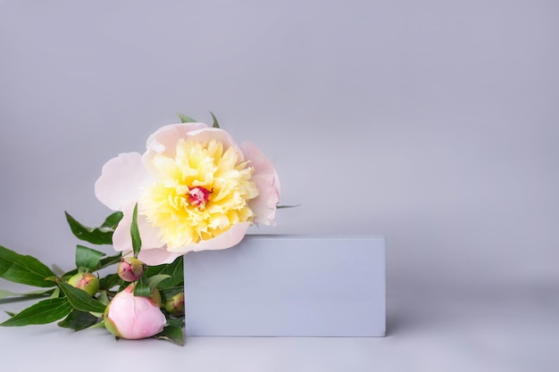 Podium voor display-cosmetica en goederen met verse lentebloemen pioen moderne mode-stijl