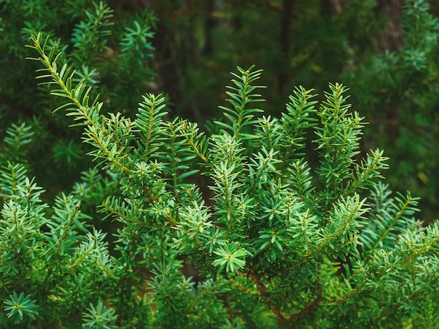 Podocarpus Totara-familie Podocarps in een arboretumclose-up