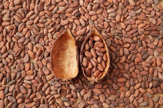 Pods of cocoa tree on aromatic beans