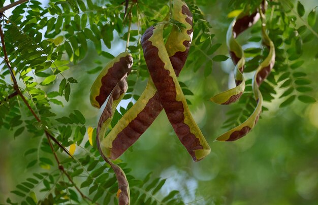 Pods of Gleditsia spiny on a tree