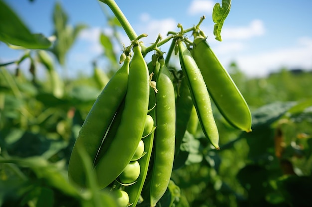 Pods of green peas grow on garden against blue sky close up