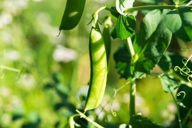 Pods of ripe green peas in the vegetable garden