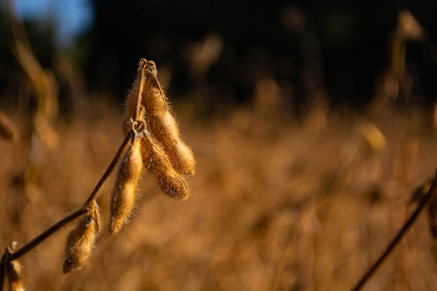 Pods of soybeans in a field