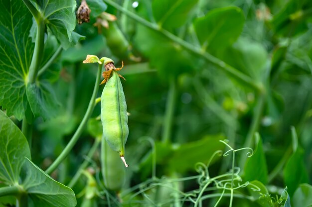 Pods of young green peas in a field