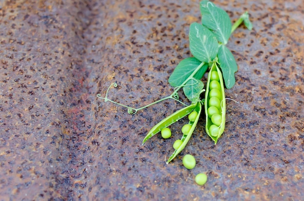 Pods of young green peas and pea