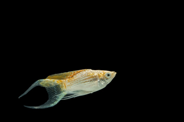 Poecilia latipinna orange black background