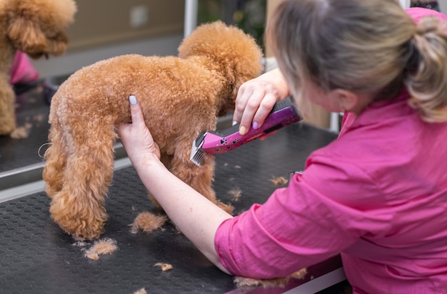 Poedelpuppy wordt getrimd met een trimmachine door een professionele trimmer in de trimsalon