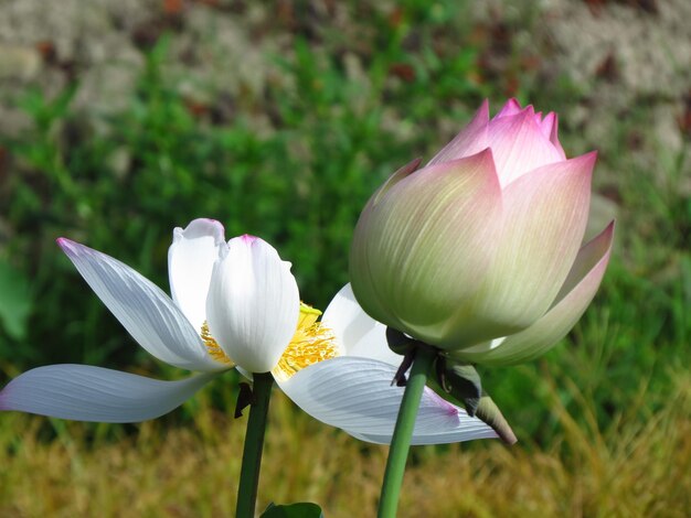 Poems and songs of writers often have chapters praising the lotus