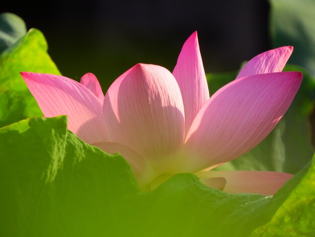 Poems and songs of writers often have chapters praising the lotus