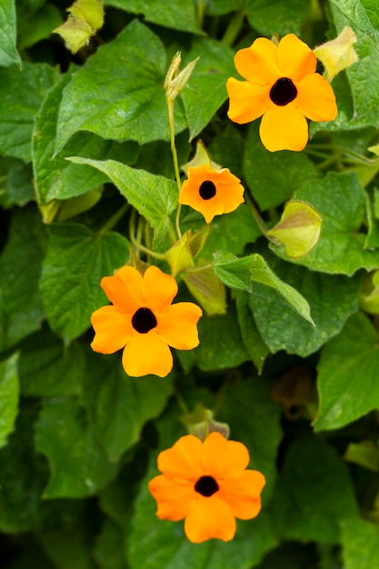 Specie invasive del fiore dell'occhio del poeta in sud america