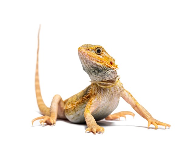 pogona Pogona vitticeps staande vooraan geïsoleerd op wit