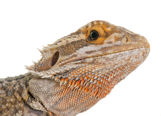 Pogona vitticeps