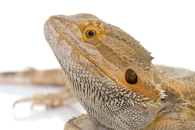 Pogona vitticeps 