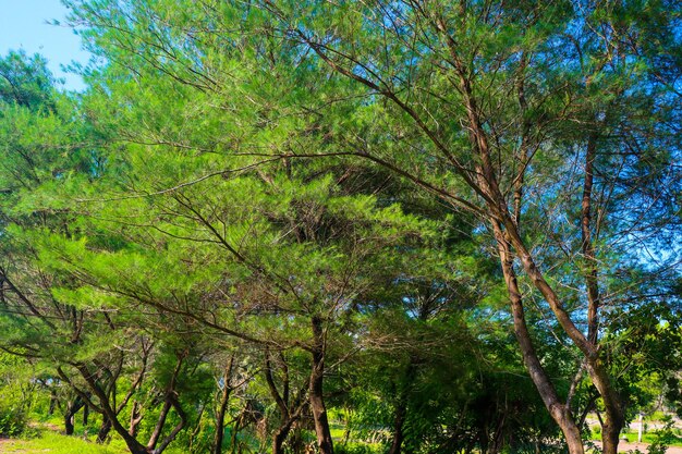 Pohon Cemara Pine bomen zijn groenblijvende naaldbomen harsachtige bomen