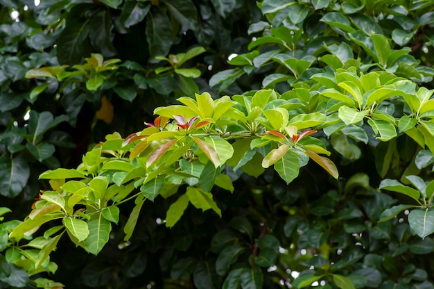 Photo pohon joho terminalia bellirica known as bahera or beleric with ith a strong offensive smell flowers