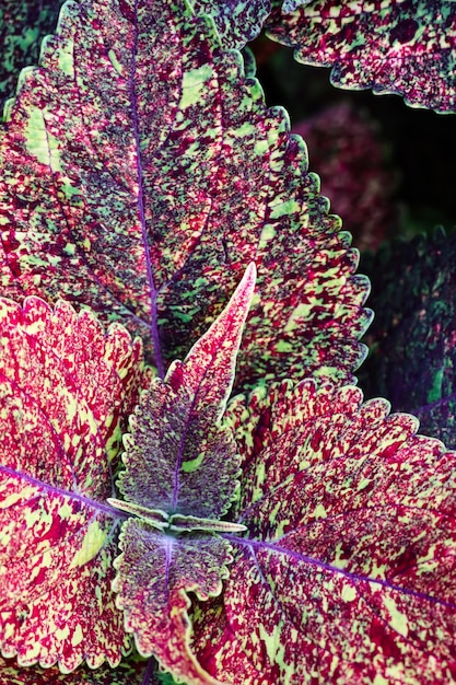 растения pohon Miana или iler или coleus, также называемые Coleus blumei или Plectranthus scutellarioides