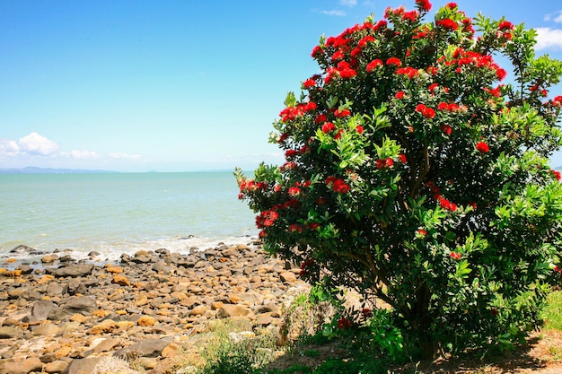 Pohutukawa tree at the ocean coast