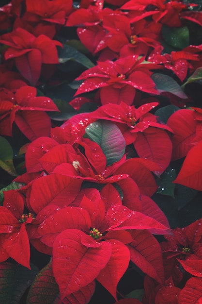 Photo poinsetia red flowers