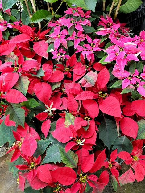 Poinsettia Christmas star in the garden