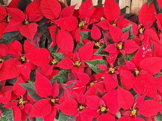 Stella di natale poinsettia in giardino