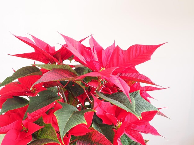 Poinsettia Christmas star