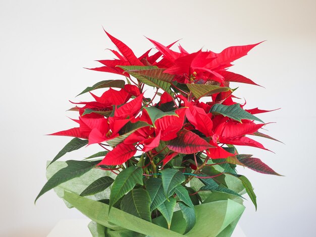 Poinsettia Christmas star