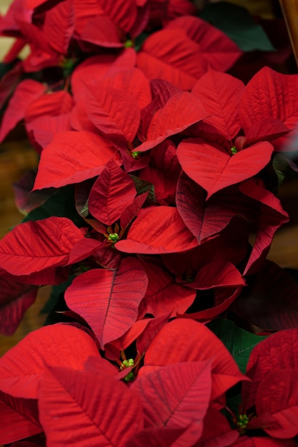 Poinsettia euphorbiapulcherrima天然の赤い植物