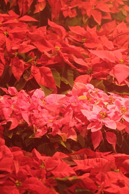 Poinsettia flower used for christmas decorations